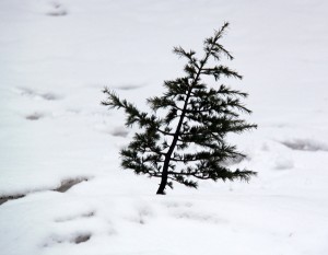 cedar sapling in the snow (Arz er Rabb)